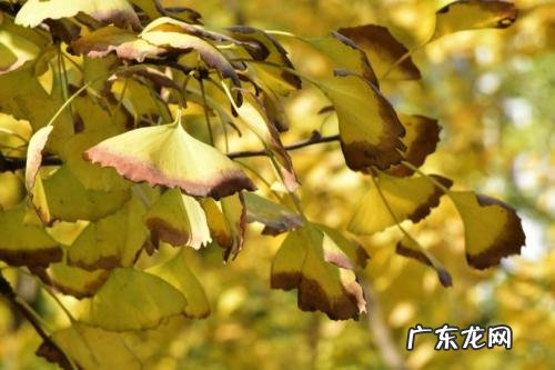 描写春天的银杏树的优美句子 【抖音文案】描写冬天银杏树的句子