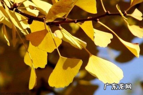 描写春天的银杏树的优美句子 【抖音文案】描写冬天银杏树的句子