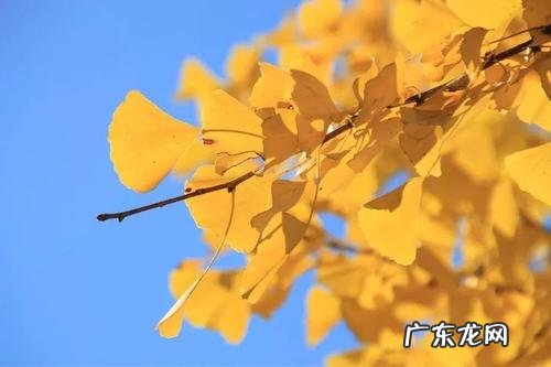 描写秋天银杏林的优美句子 【抖音文案】描写银杏秋天黄的优美句子