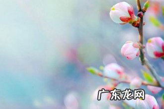 形容春天的句子唯美短句 【抖音文案】春天风景的句子唯美短句