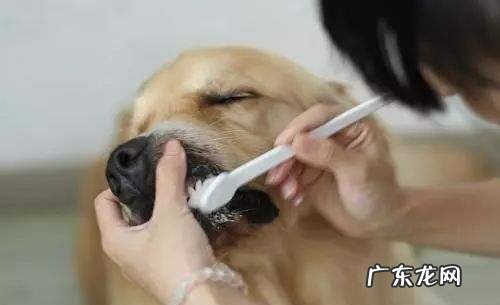 小狗嘴溃疡什么样子