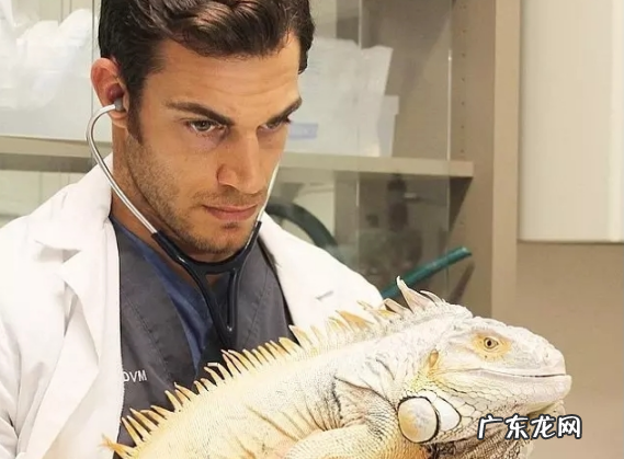 小泰迪刚出生小狗二天拉肚子