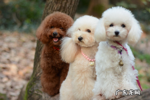 小泰迪刚出生小狗二天拉肚子