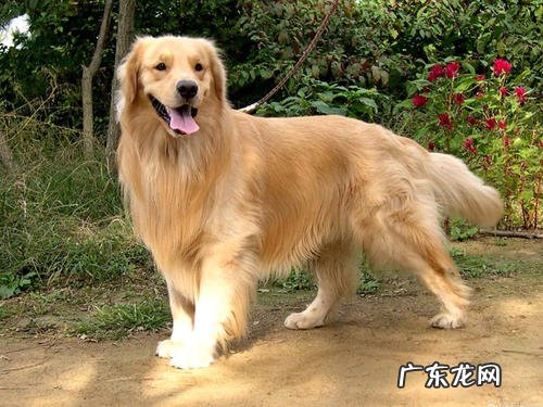 金毛狗狗来姨妈务必几天