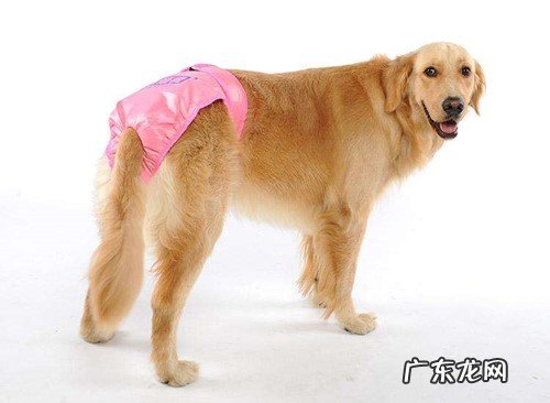 金毛狗狗来姨妈务必几天