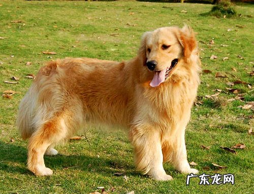 金毛狗狗来姨妈务必几天