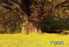 描写银杏树的句子 【抖音文案】描写古银杏树的好句子