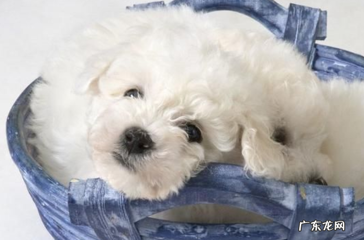 比熊幼狗感冒发烧会痊愈吗