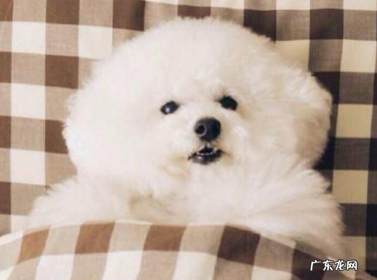 比熊幼狗感冒发烧会痊愈吗