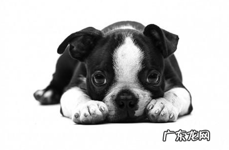 法斗发烧感冒临床症状,法斗发烧感冒早期吃什么快好