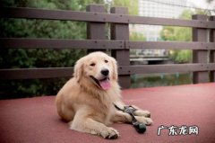 【小宠物的维护保养小技巧】小狗禁吃禁饮了四天饲养后拉肚子应该怎么办