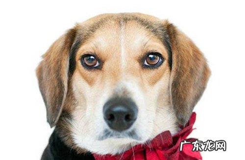 【小宠物的维护保养小技巧】狗狗拉稀禁吃禁饮多久，小狗拉肚子禁饮要多久