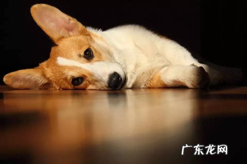 柯基那些事:柯基大便一直松垮,柯基拉了很久的软便