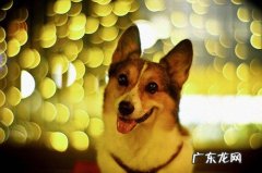 柯基那些事：柯基大便一直松垮，柯基拉了很久的软便