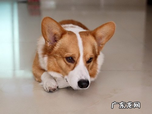 柯基那些事:柯基大便一直松垮,柯基拉了很久的软便