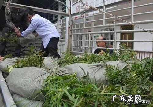 适合在农村做的25个项目 农村生意好项目有哪些