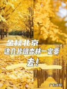 关于秋天银杏树的优美句子 摘抄 【抖音文案】赞美秋天银杏树的优美句子
