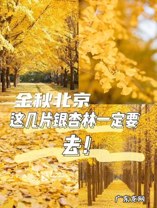 关于秋天银杏树的优美句子 摘抄 【抖音文案】赞美秋天银杏树的优美句子