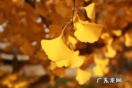 发朋友圈丰收的句子 【抖音文案】看银杏发朋友圈的句子