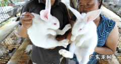 肉兔养殖优势介绍 肉兔养殖前景怎样