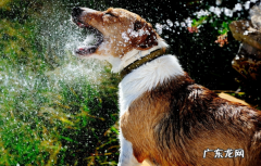 养动物夏天爱生病，这类安全风险，你犯了好多个？