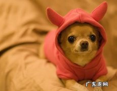 【养动物心得分享】三月小狗感冒发烧会痊愈吗，三个月狗狗感冒会自动式好吗