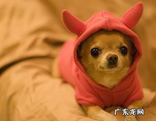 【养动物心得分享】三月小狗感冒发烧会痊愈吗,三个月狗狗感冒会自动式好吗