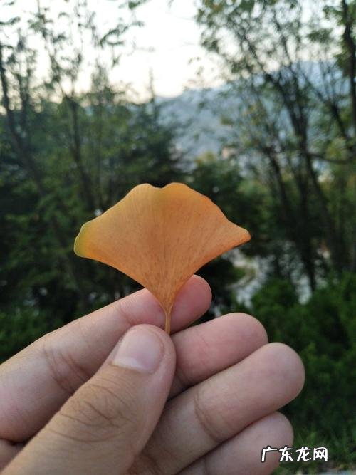 赞美秋天银杏树的唯美句子 【抖音文案】秋天的银杏树唯美说说