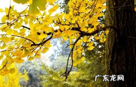 赞美秋天银杏树的唯美句子 【抖音文案】秋天的银杏树唯美说说