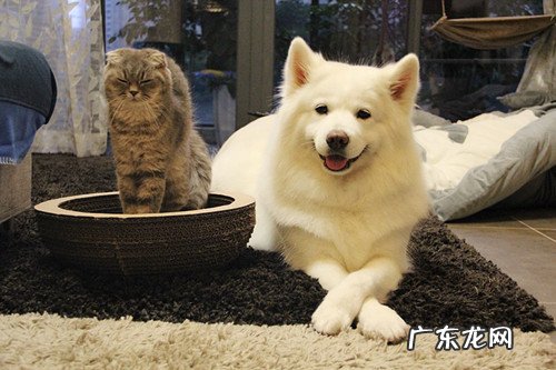 【养动物心得分享】小狗相近卡死物品干咳嗽是感冒发烧沒有