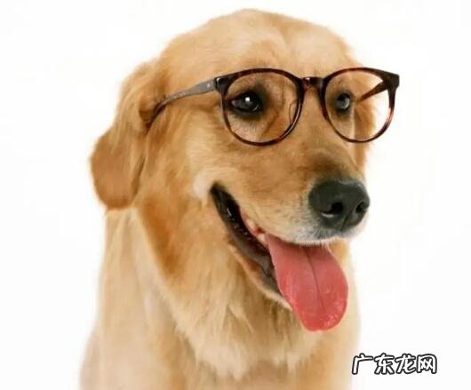 怎么知道小狗人体是不是身心健康