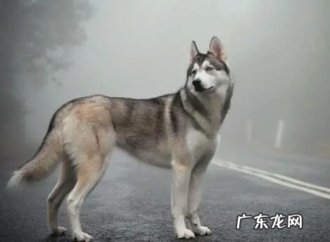 怎么知道小狗人体是不是身心健康