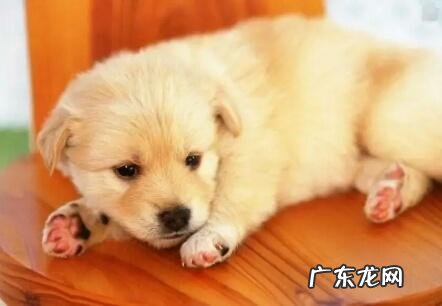 怎么知道小狗人体是不是身心健康