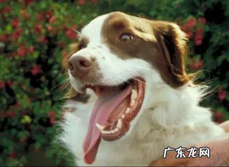 怎么知道小狗人体是不是身心健康