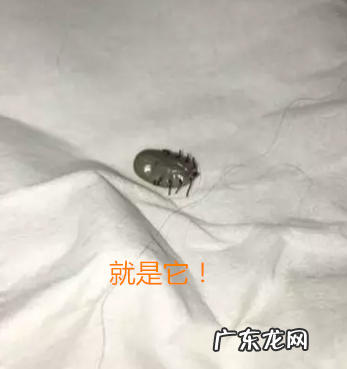 遛猫遛狗狗警醒蜱虫扎入小狗肌肤，碰到蜱虫该怎么处理呢？