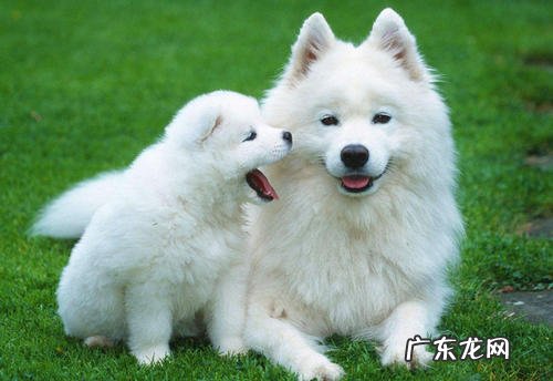 【养动物经验分享】萨摩耶爪子负伤还流血,萨摩耶的胳肢窝负伤发胀