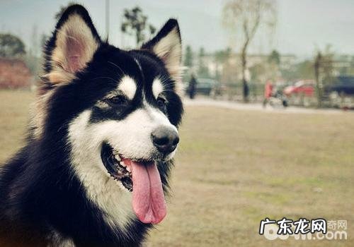 如何解决狗狗挑食的问题