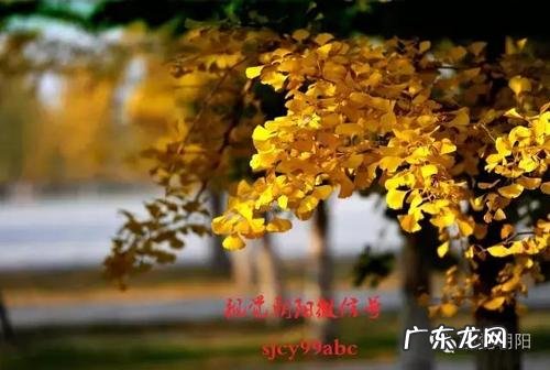 银杏叶黄的精美语句 【抖音文案】银杏叶黄的精美诗句