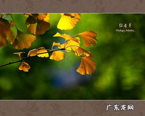 银杏叶黄的精美语句 【抖音文案】银杏叶黄的精美诗句