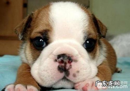 英国斗牛犬怎么训练