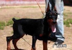 训练杜宾犬要注意什么