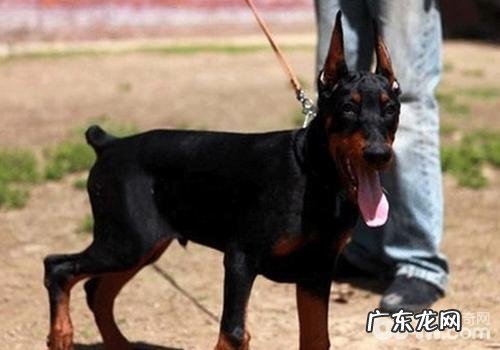 训练杜宾犬要注意什么