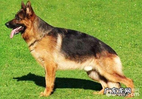 如何改正狗狗的异食癖