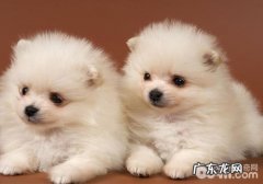 博美犬太调皮怎么办