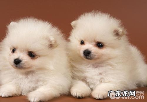 博美犬太调皮怎么办