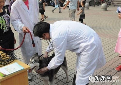 小狗不配合医生检查该怎么办