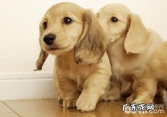 怎样训练小狗叼物品