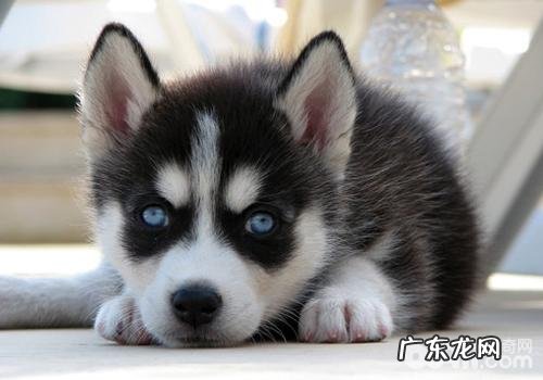 如何改正狗咬人物品的问题