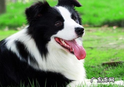 边境牧羊犬非常容易训炼吗
