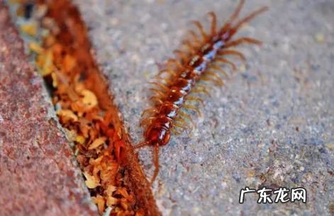 2021年赚钱的50种养殖品种 现在搞养殖业养什么比较好